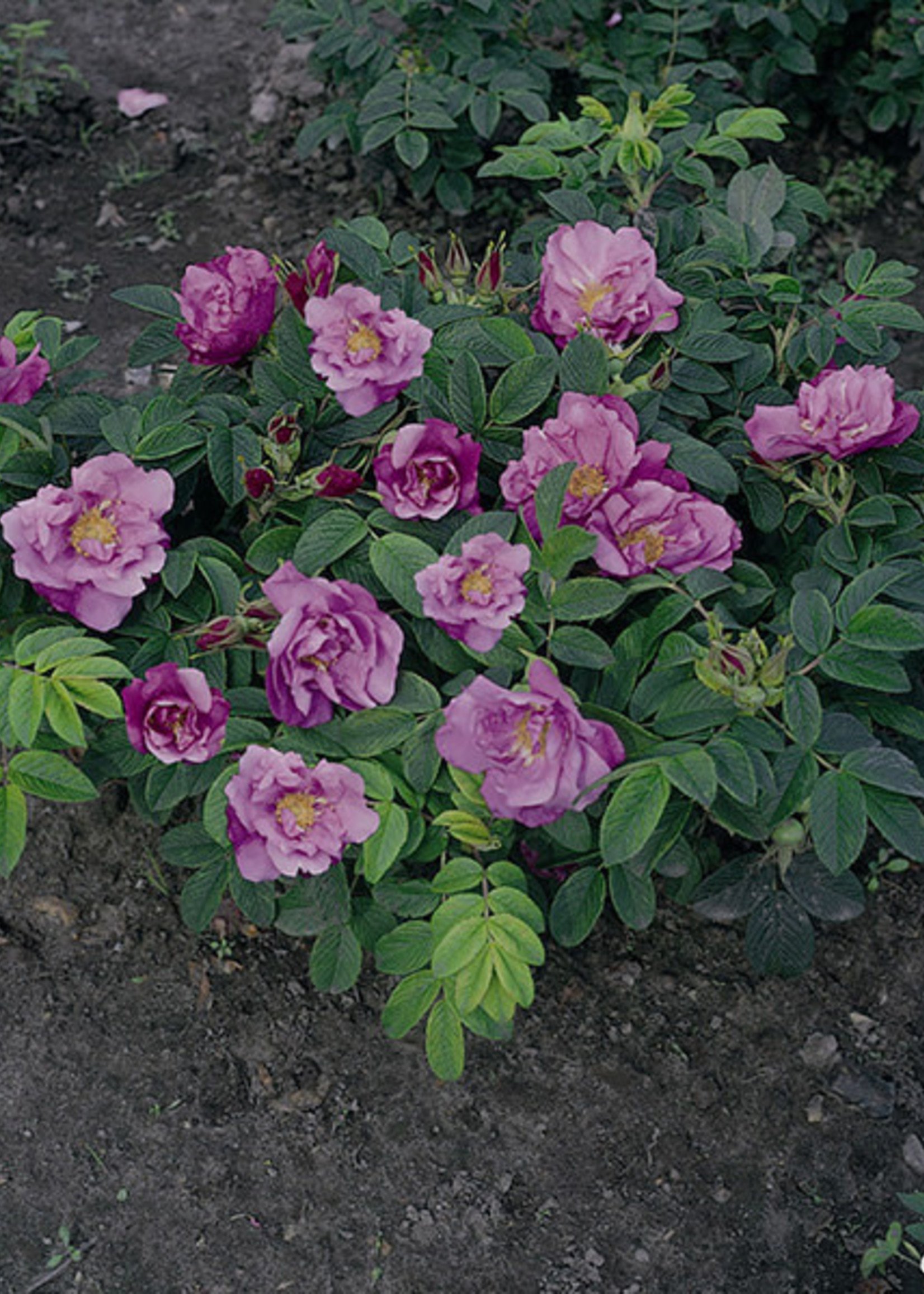 ct - Container Foxi Pavement Rose