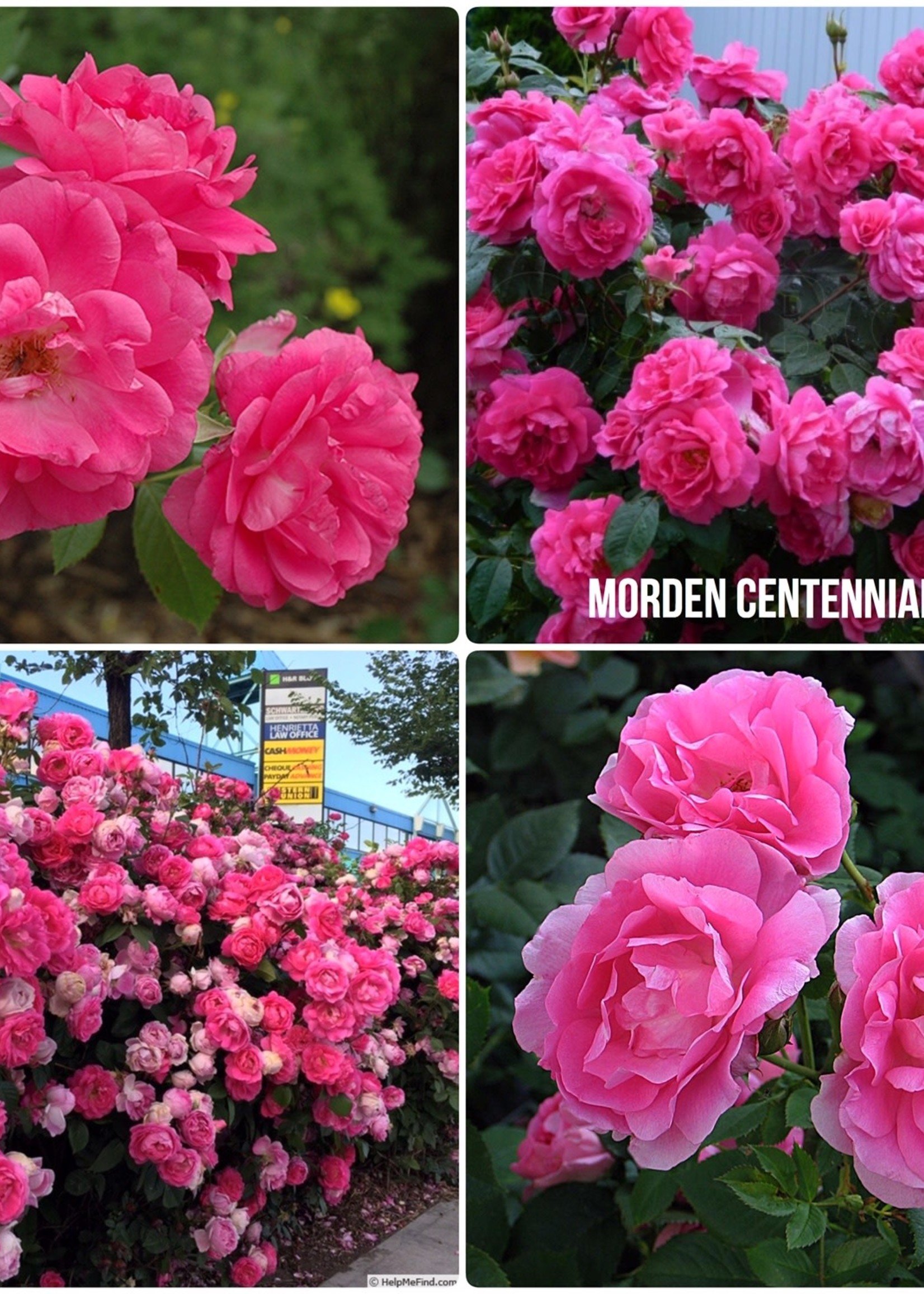 ct - Container Morden Centennial Rose