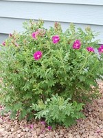 ct - Container Purple Pavement Rose