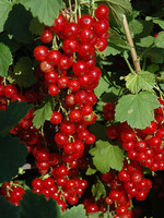 ct - Container Red Lake Currant