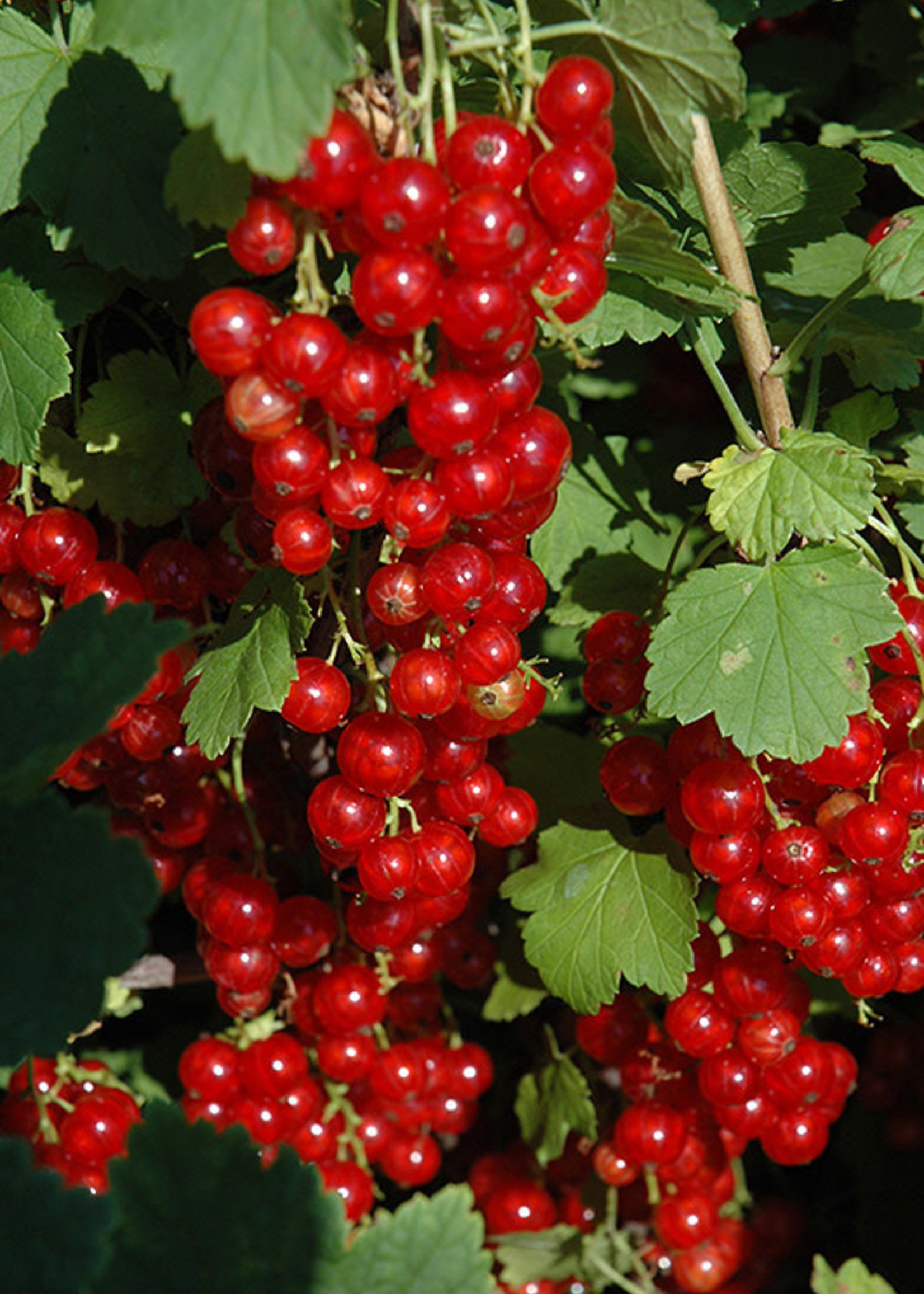 ct - Container Red Lake Currant