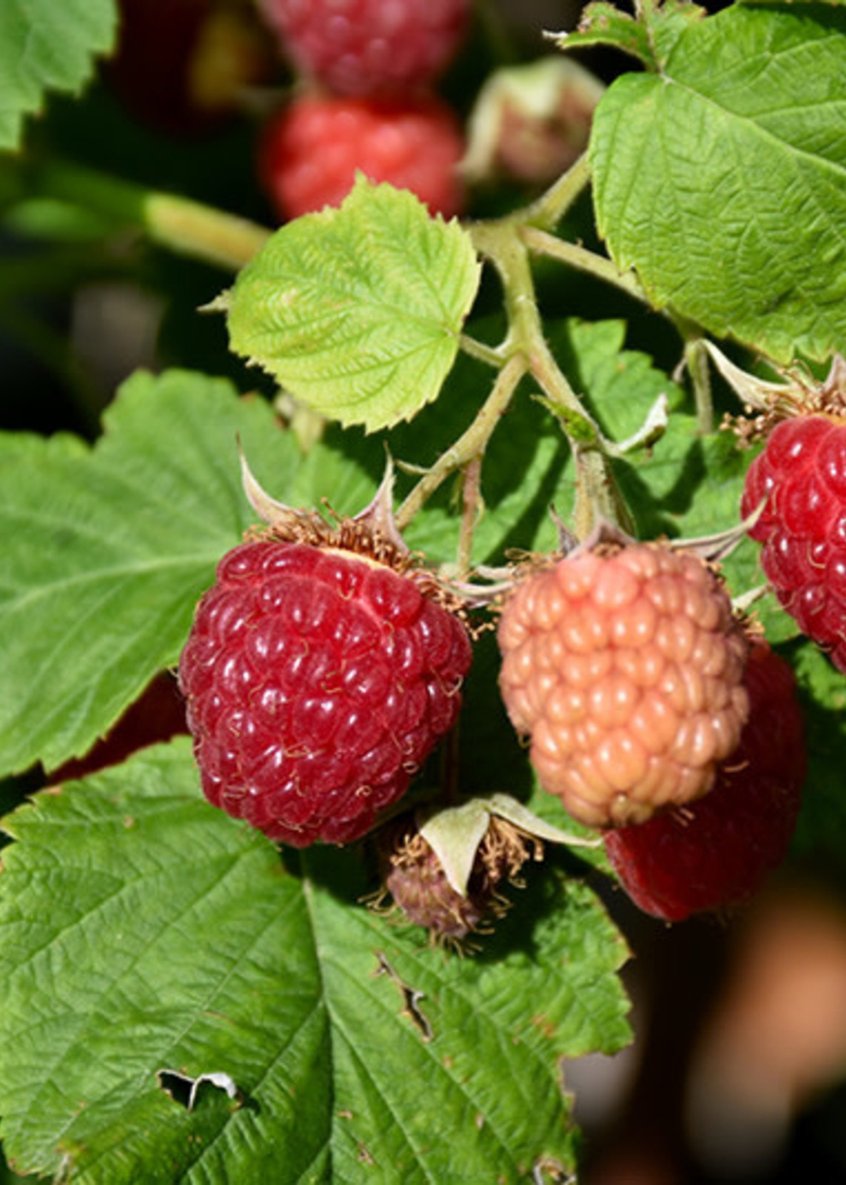 BR - Bare Root Latham Raspberry