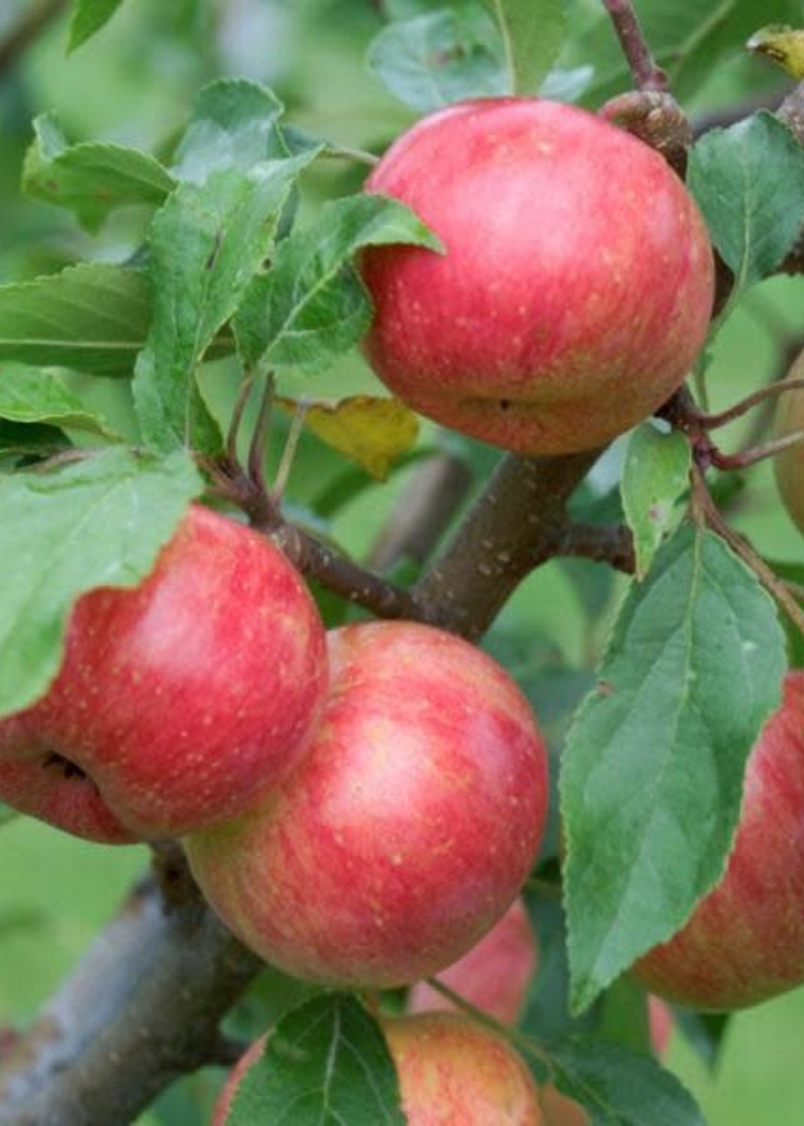 BR - Bare Root Chestnut CRABAPPLE