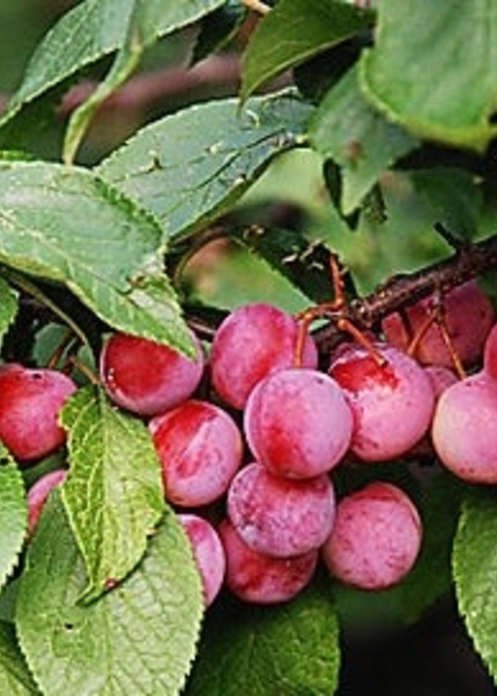 BR - Bare Root Compass Cherry PLUM