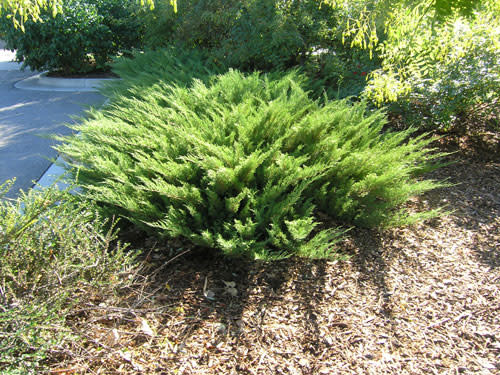 Arcadia Juniper - ct #2 - TC Nursery