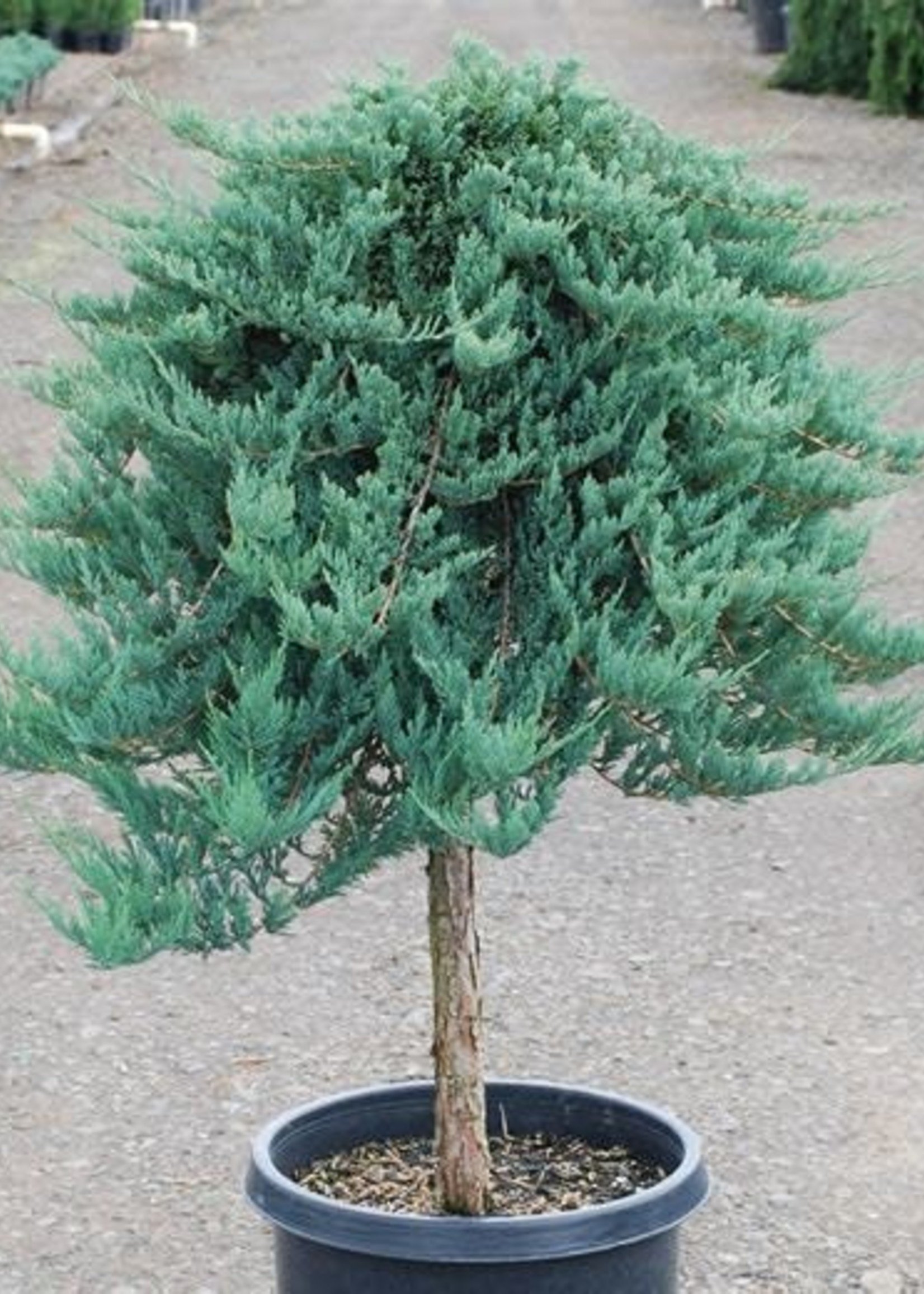 ct - Container Blue Chip Juniper - Tree Form