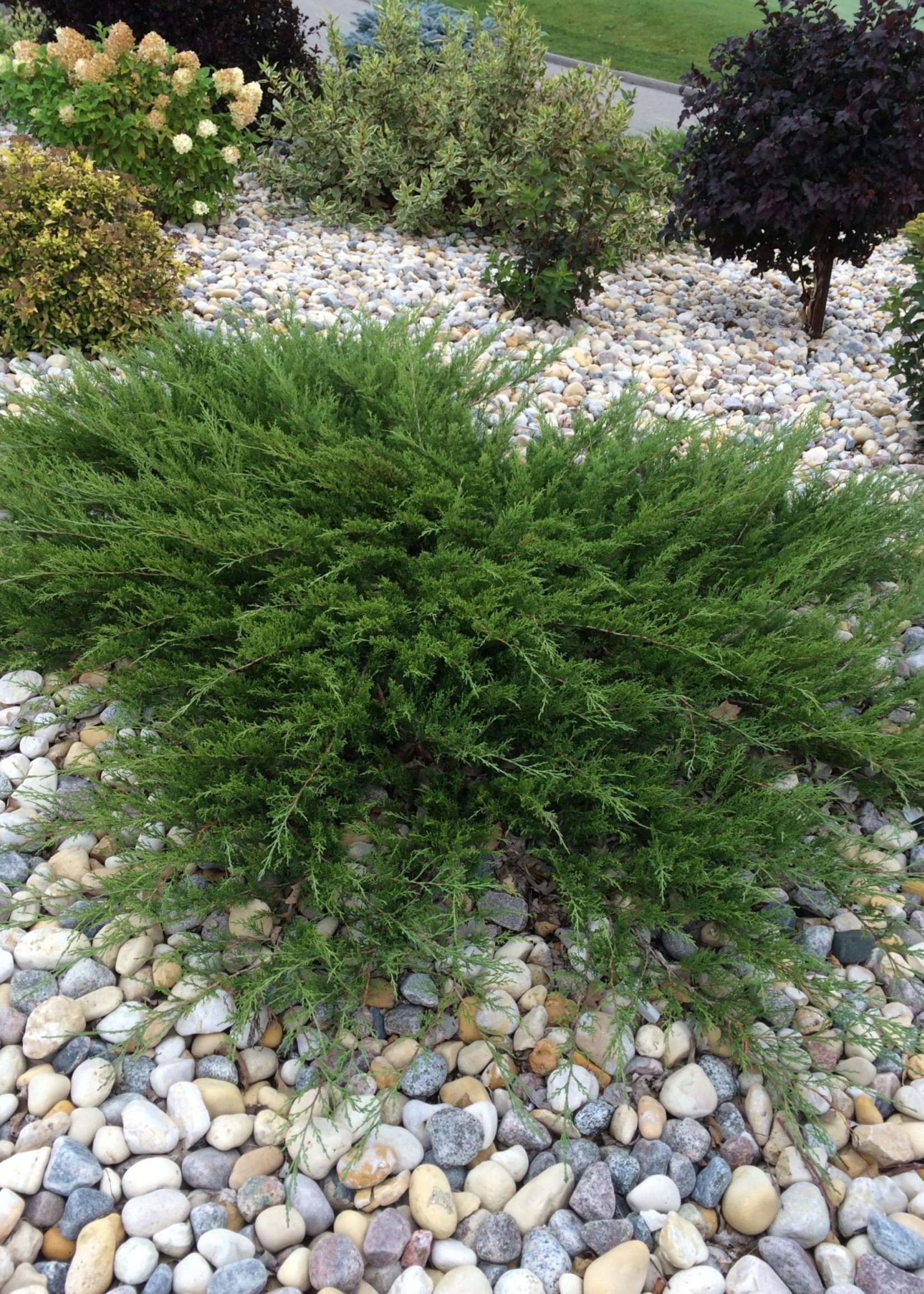 ct - Container Calgary Carpet Juniper