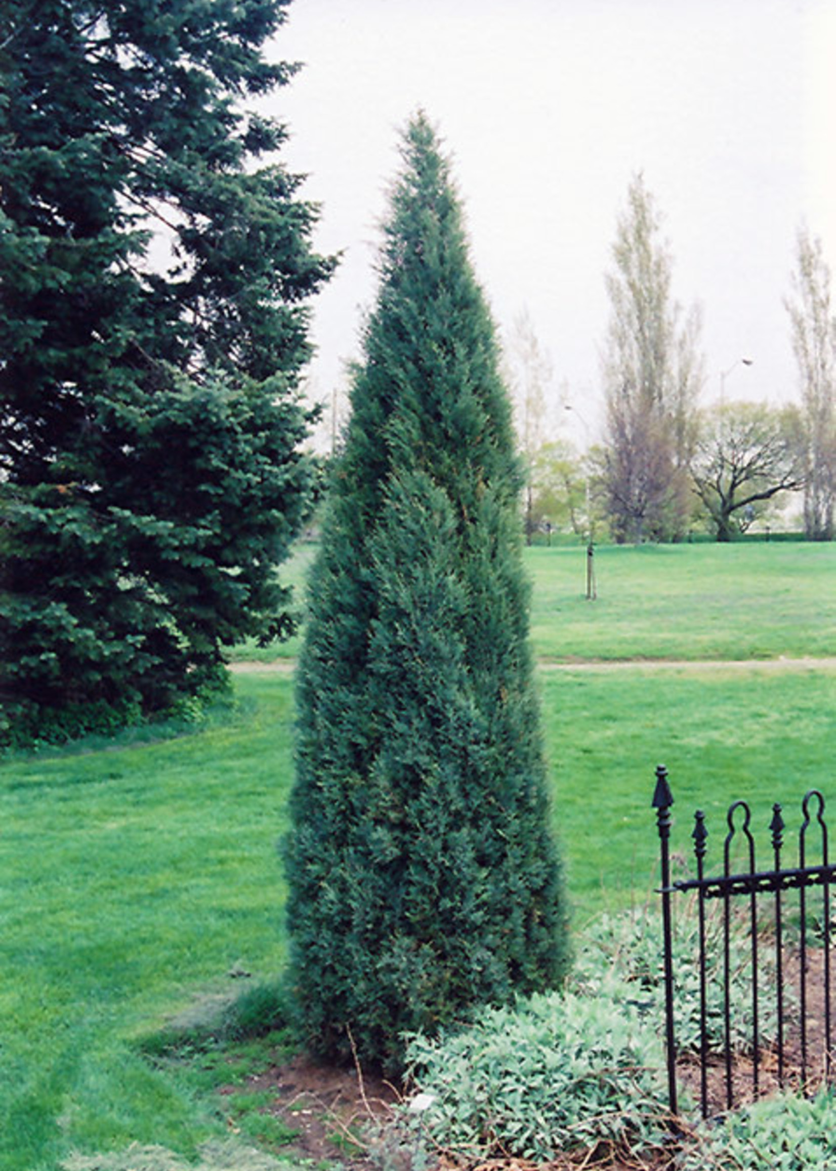 ct - Container Medora Juniper