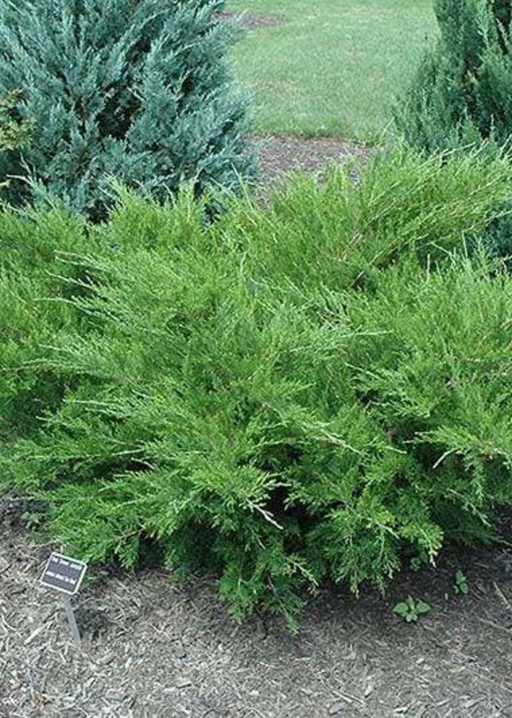 ct - Container Sea Green Juniper