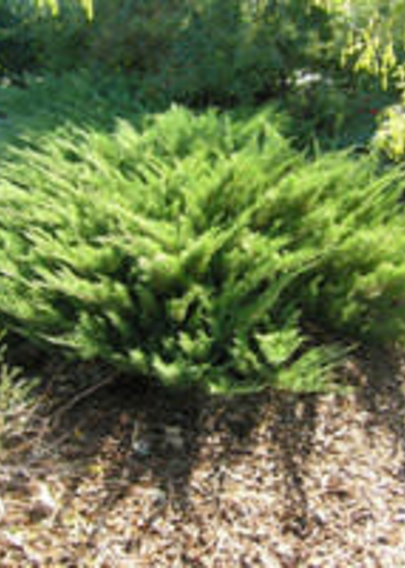 ct - Container Savin Juniper