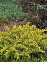 ct - Container Sea of Gold Juniper