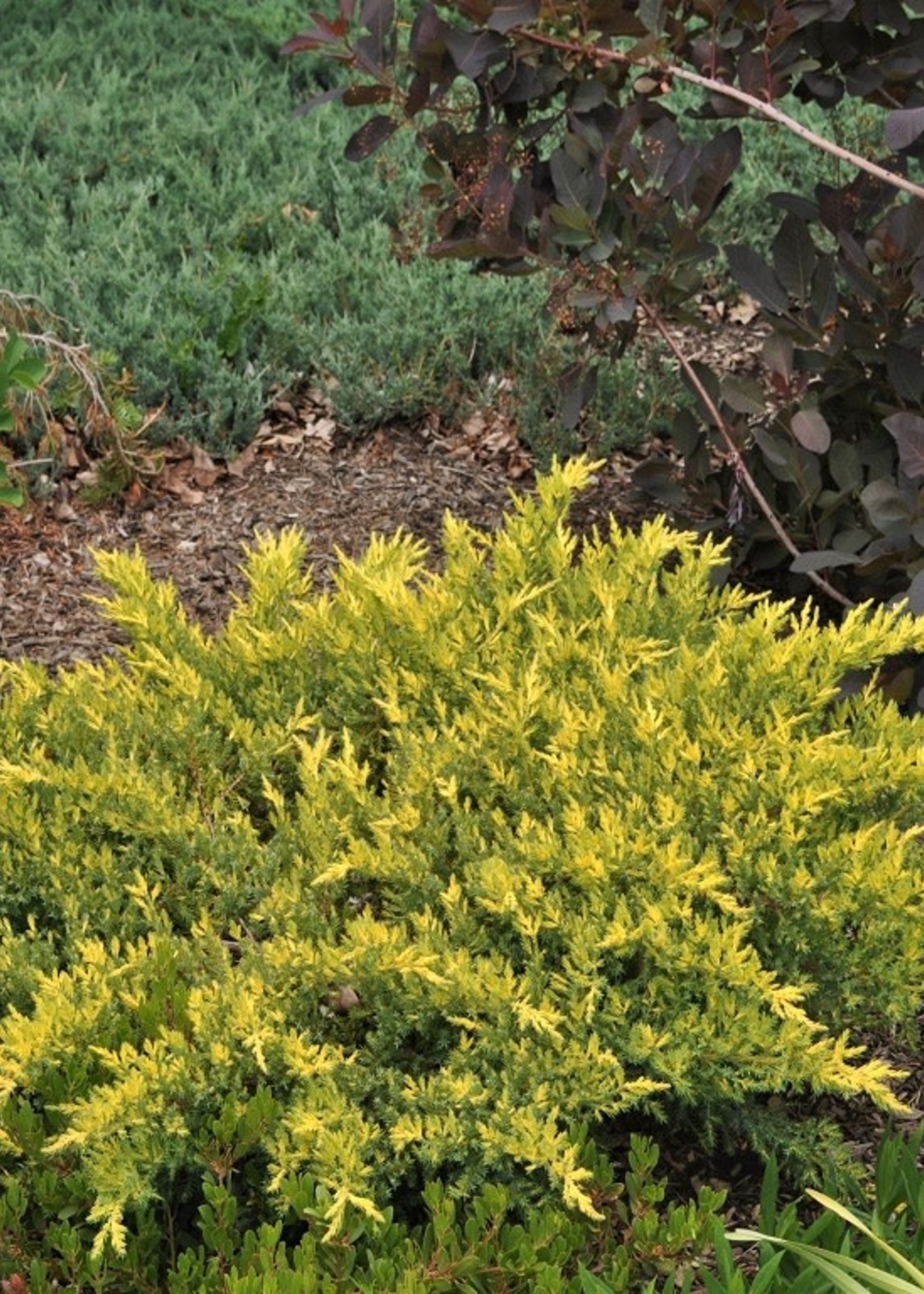 ct - Container Sea of Gold Juniper