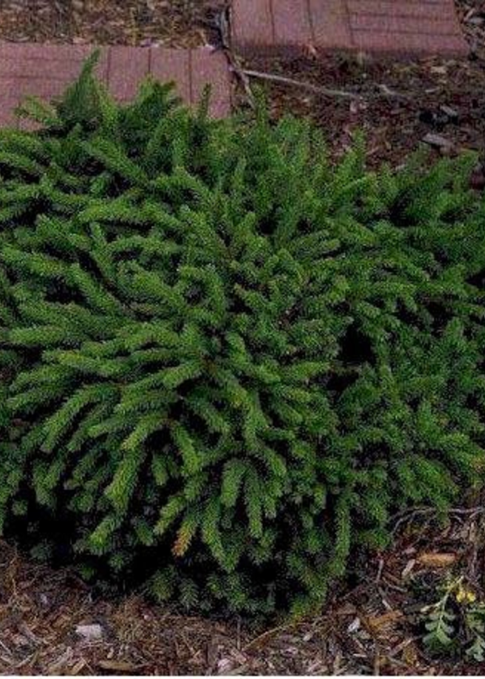 ct - Container Bird's Nest Spruce