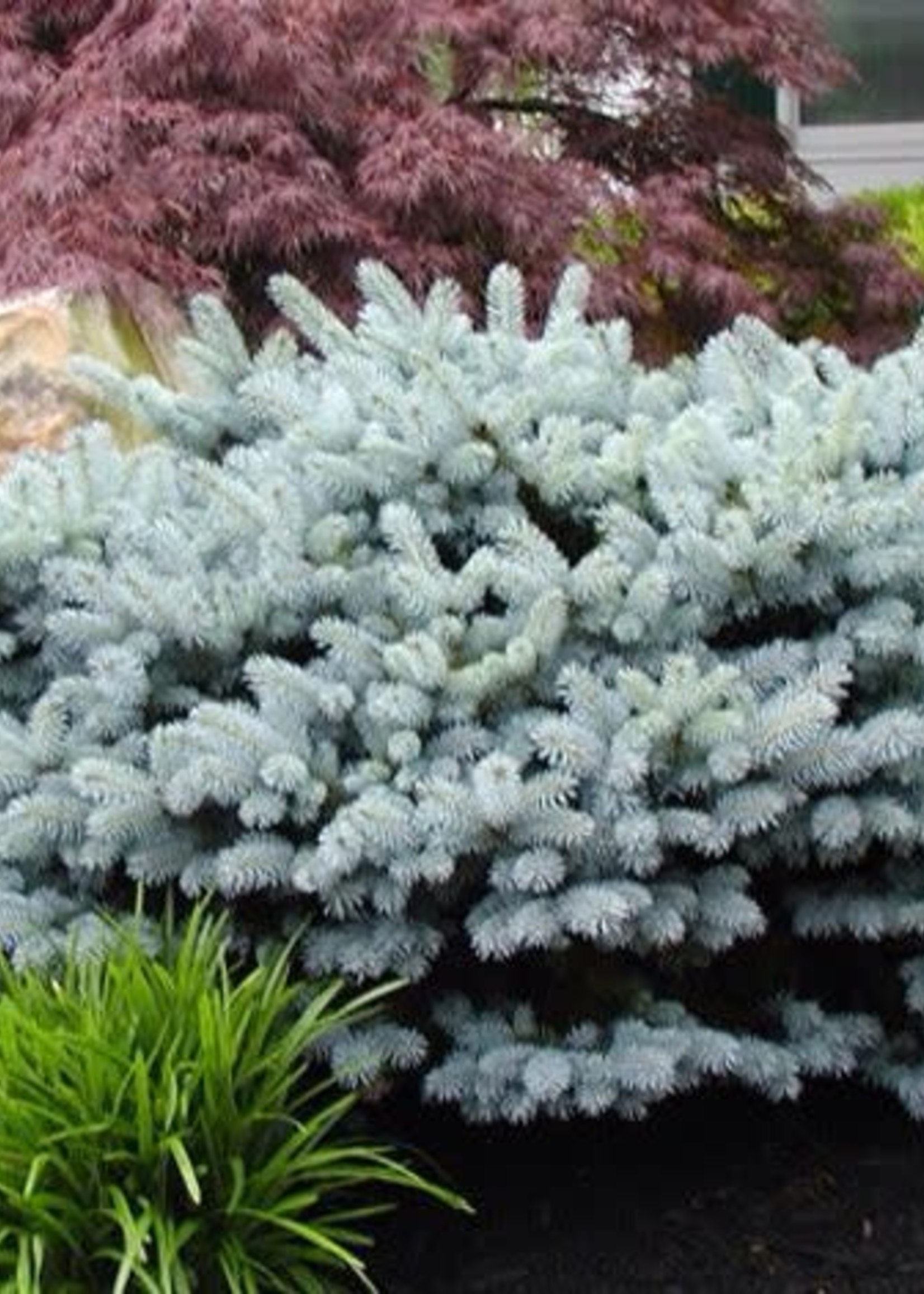 ct - Container Globe Blue Spruce