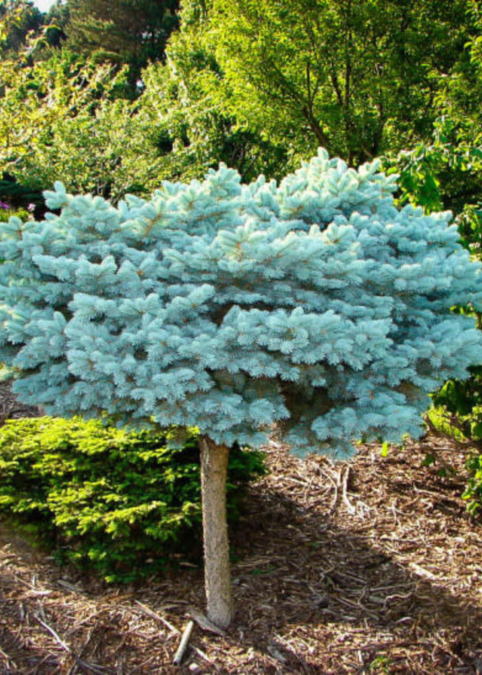 Dwarf Globe Blue Spruce Topiary