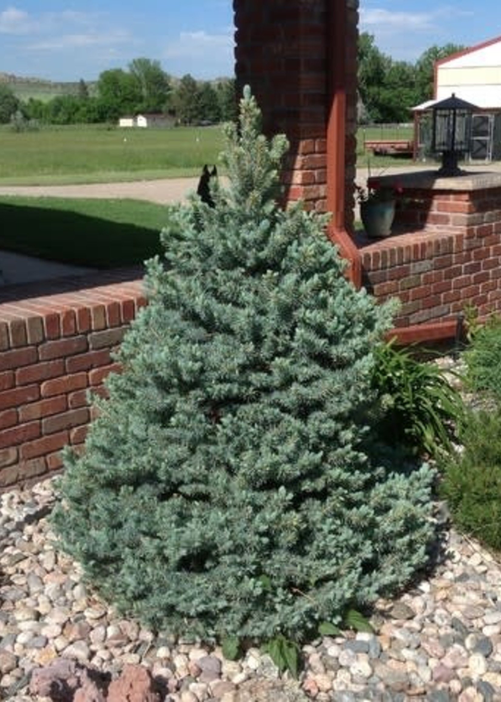 ct - Container Sester's Dwarf Blue Spruce