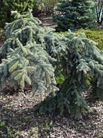 ct - Container The Blues Blue Spruce