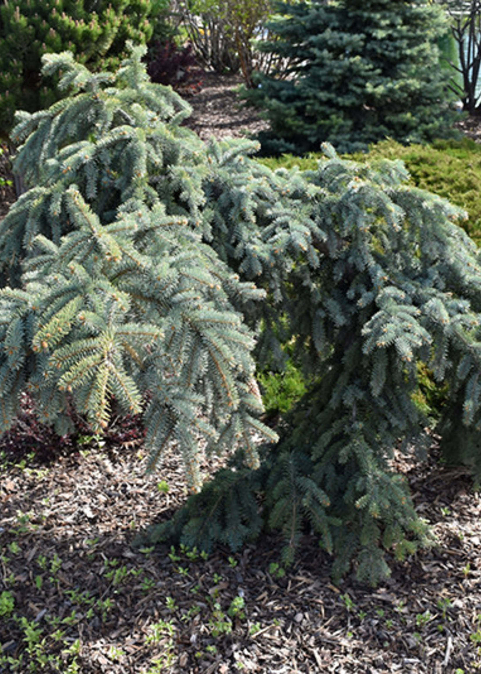ct - Container The Blues Blue Spruce