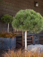 ct - Container Mugo Pine - Tree Form