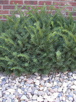 ct - Container Taunton Spreading Yew