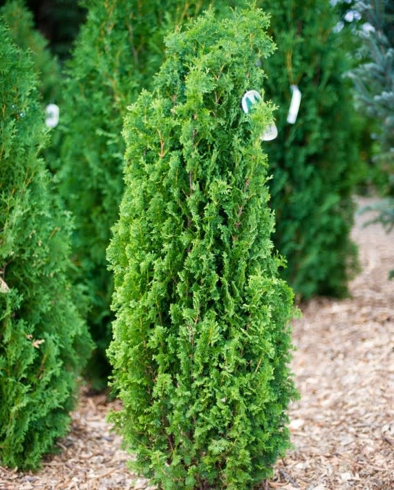 Degroot's Spire Arborvitae - ct #5 - TC Nursery