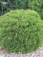 ct - Container Hetz Midget Arborvitae