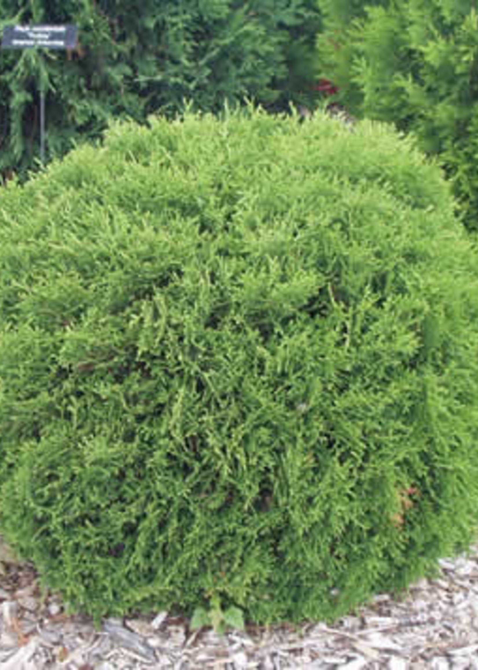 ct - Container Hetz Midget Arborvitae