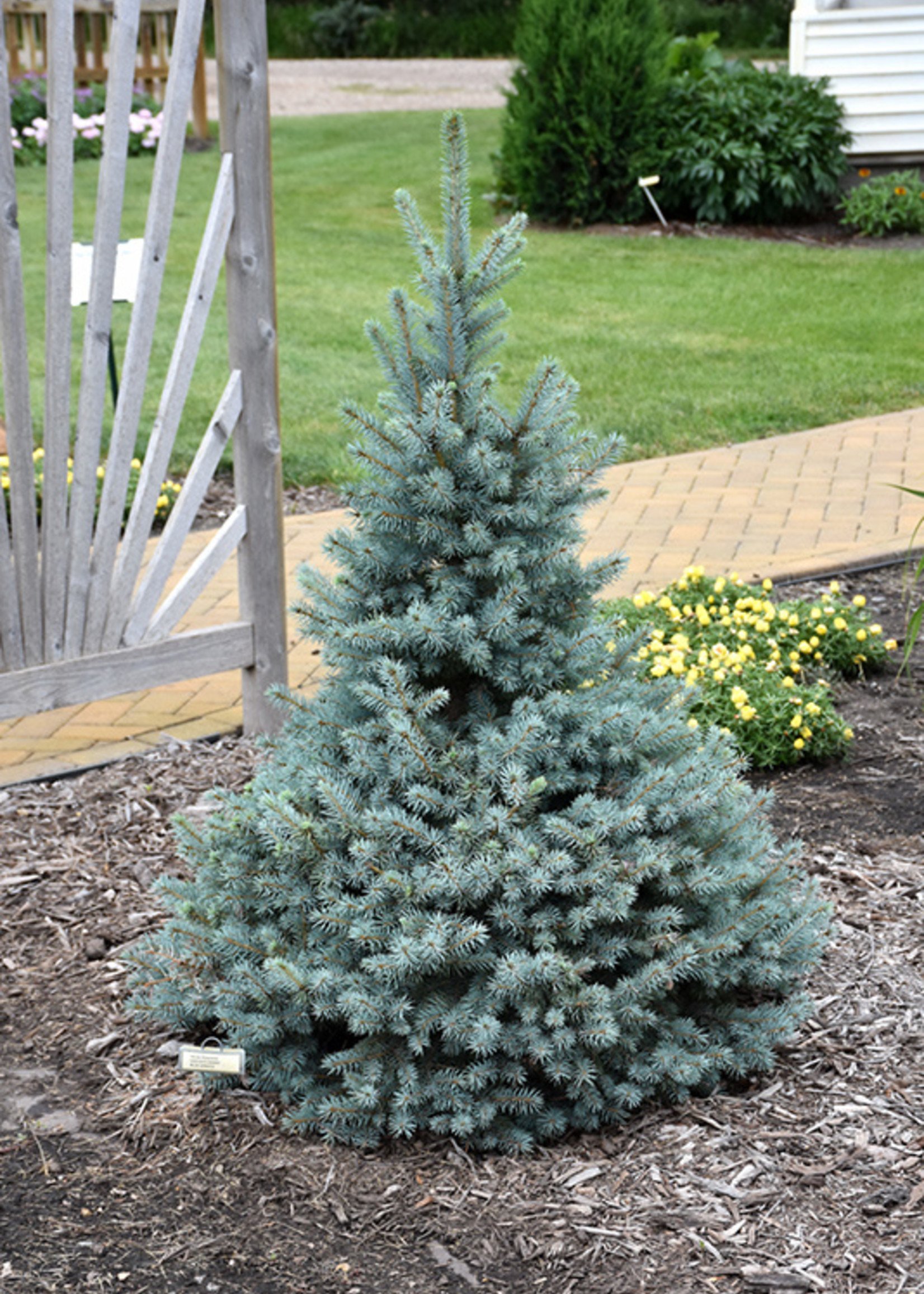 ct - Container Sester's Dwarf Blue Spruce