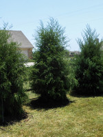 ct - Container Eastern Red Cedar