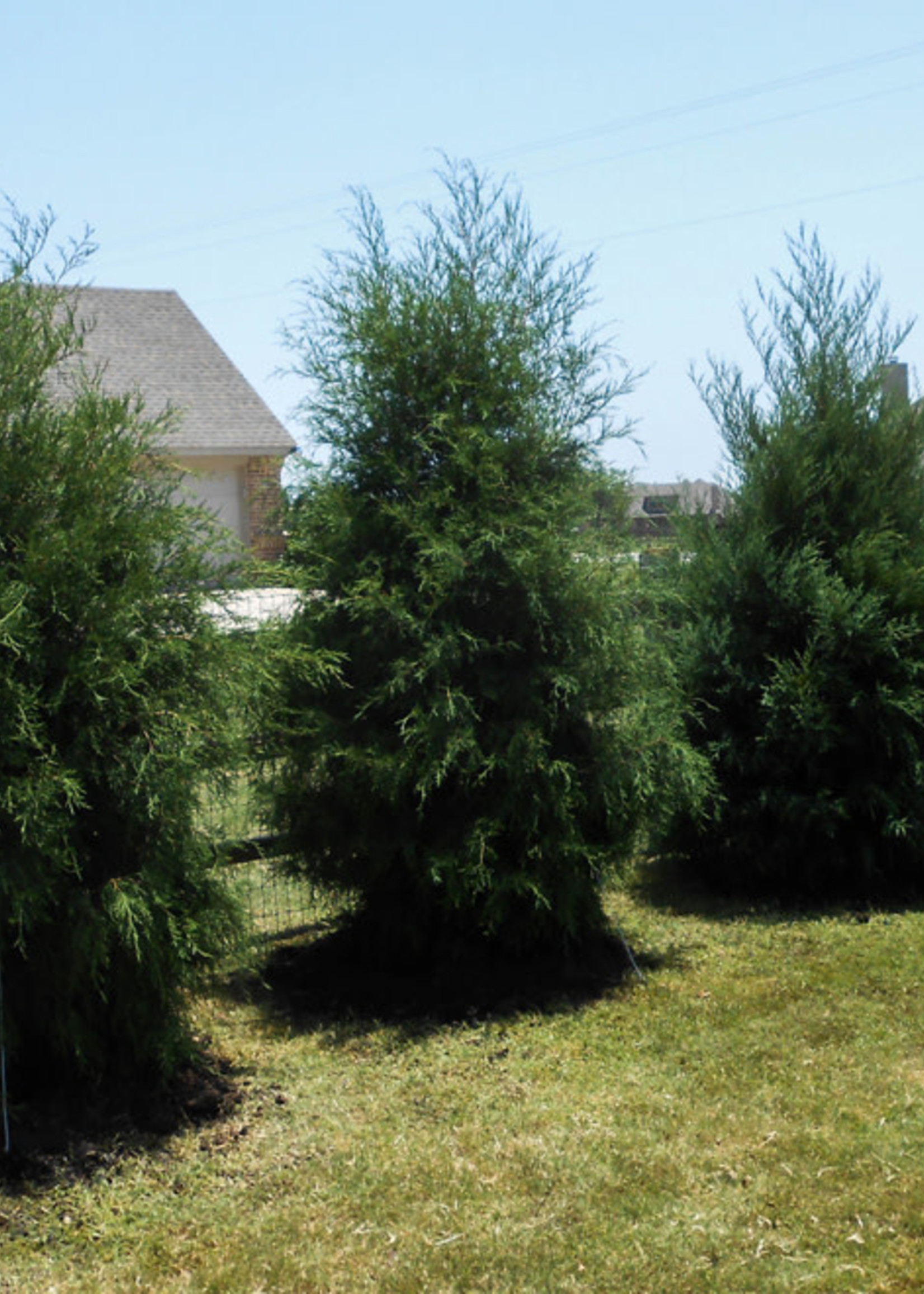 ct - Container Eastern Red Cedar