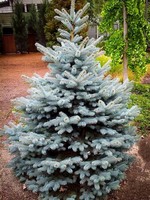 ct - Container Baby Blue Spruce