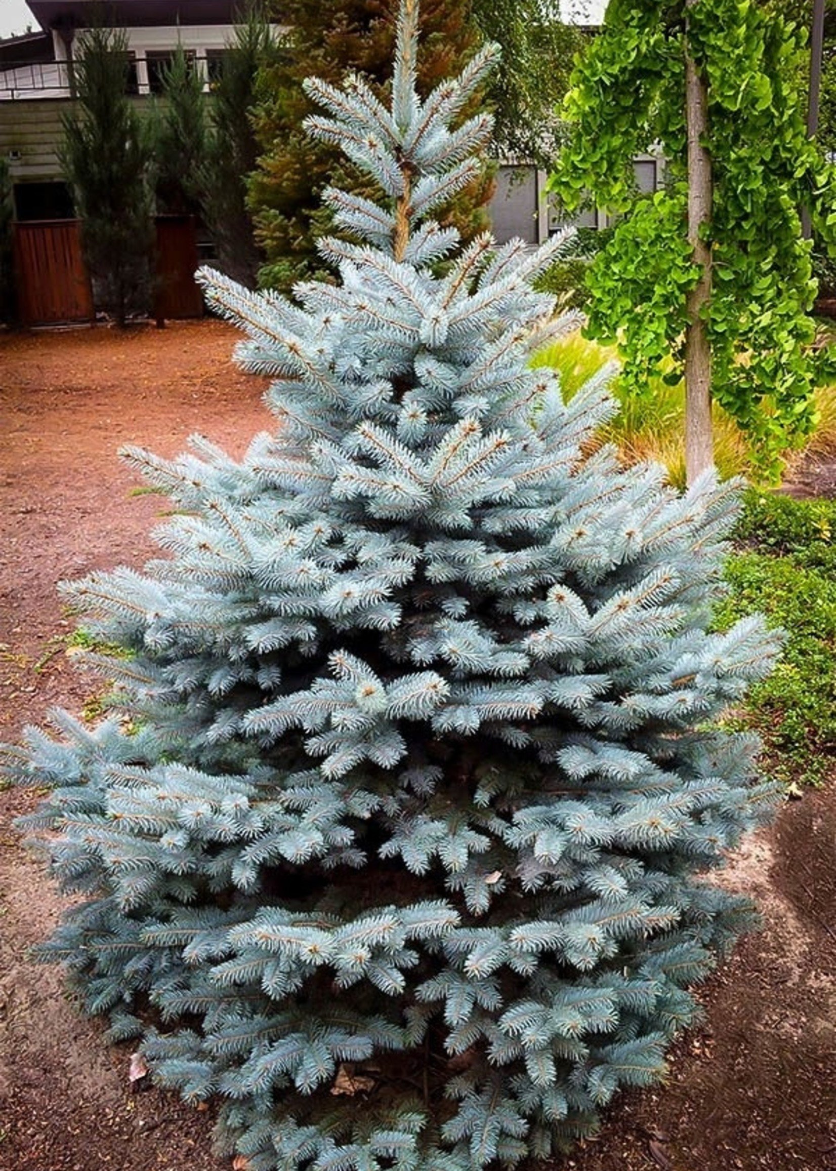 Baby Blue Spruce ct #5 - TC Nursery