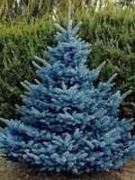 ct - Container Colorado Blue Spruce