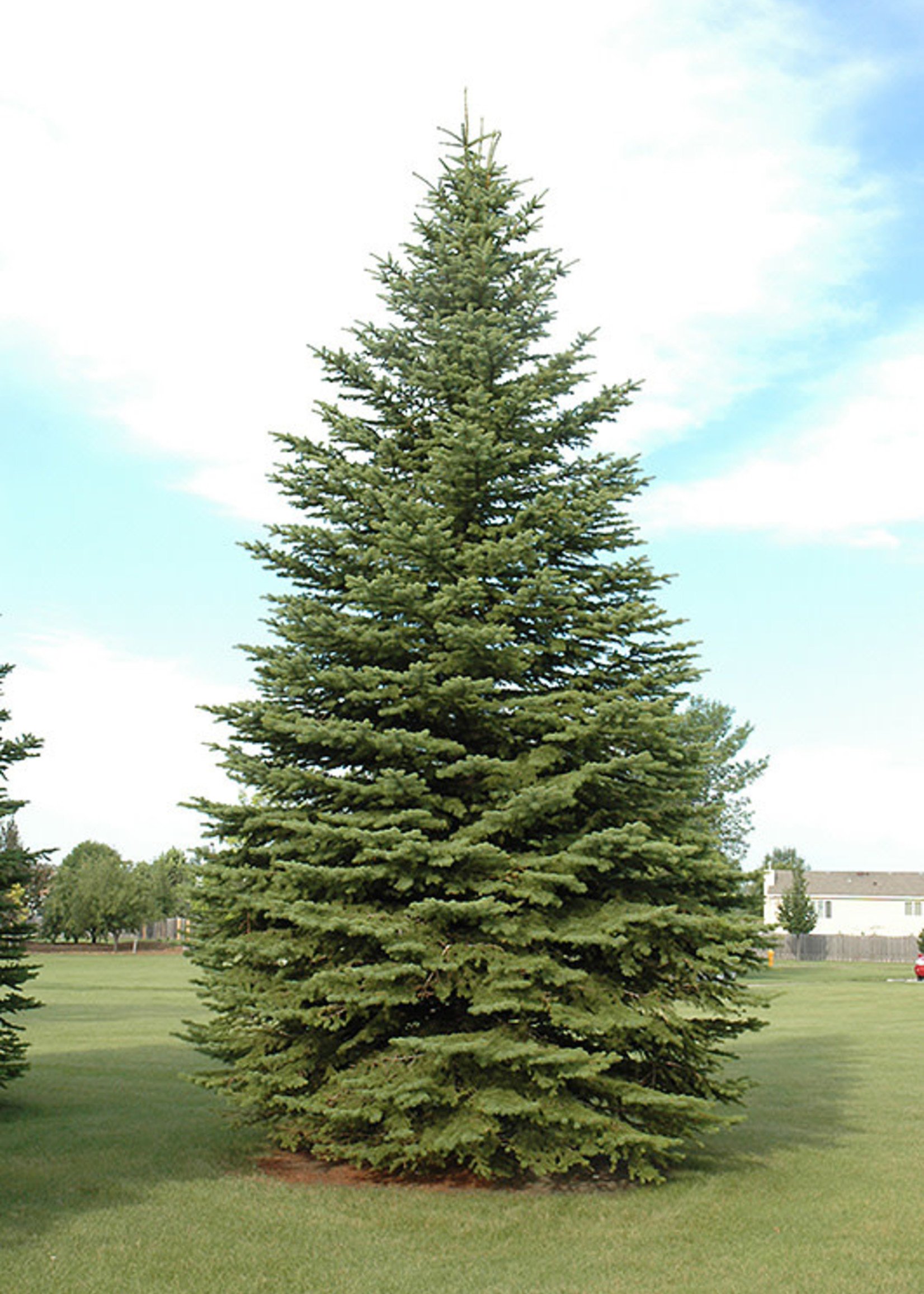 ct - Container Colorado Green Spruce