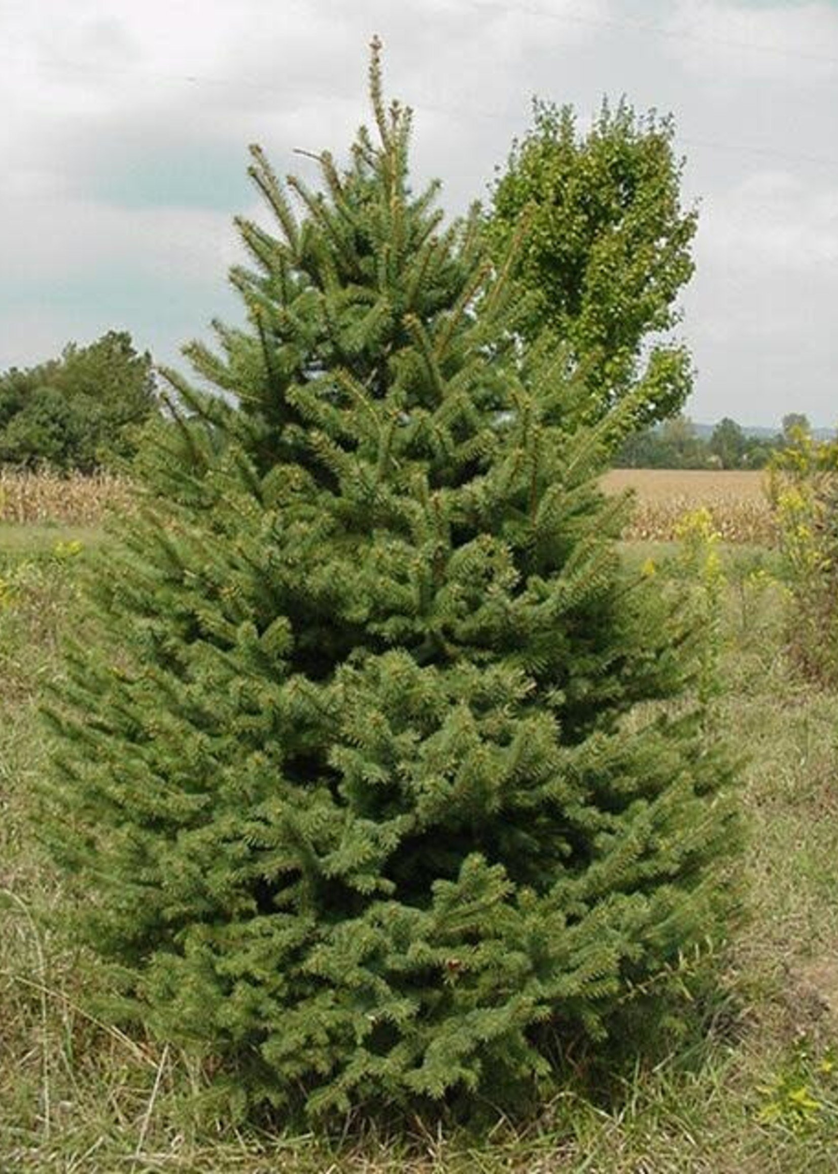 ct - Container Colorado Green Spruce