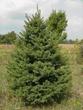 20+ Colorado Green Spruce Tree