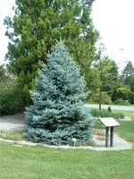 ct - Container Fat Albert Blue Spruce