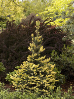 ct - Container Sparkler Spruce
