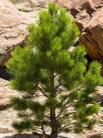 ct - Container Ponderosa Pine