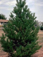 ct - Container Scotch Pine