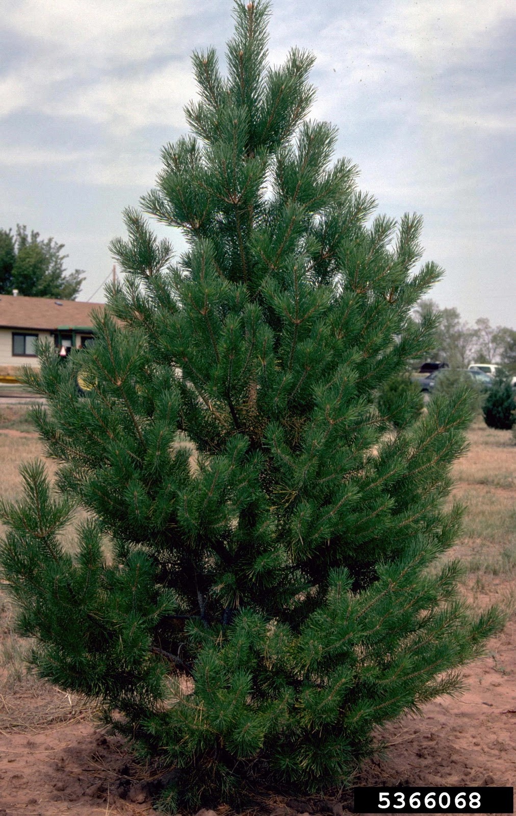 Scotch Pine 24'' TC Nursery