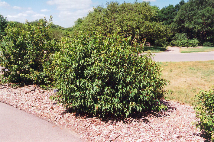 Bailey Compact Amur Maple - #2 - TC Nursery