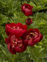 ct - Container Buckeye Belle Peony-red