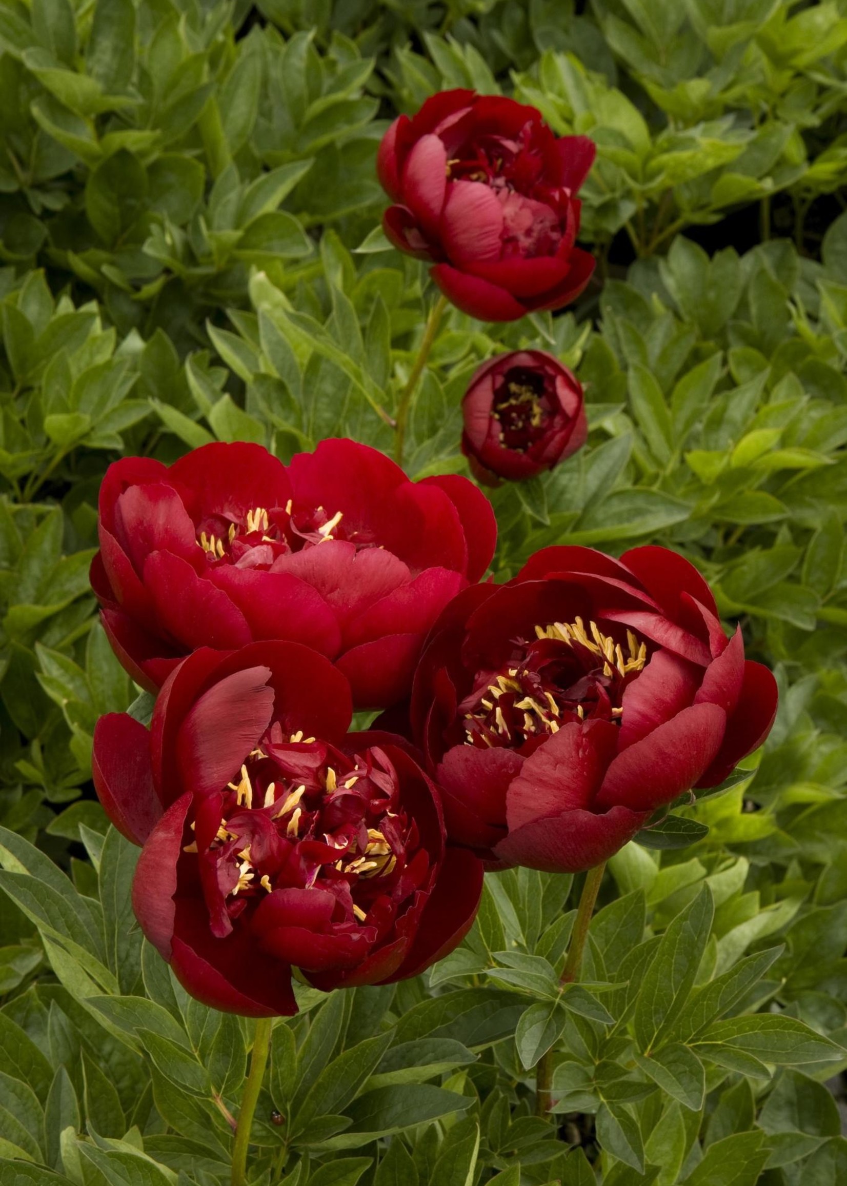 ct - Container Buckeye Belle Peony-red