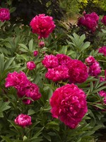 ct - Container Karl Rosenfield Double Peony-red