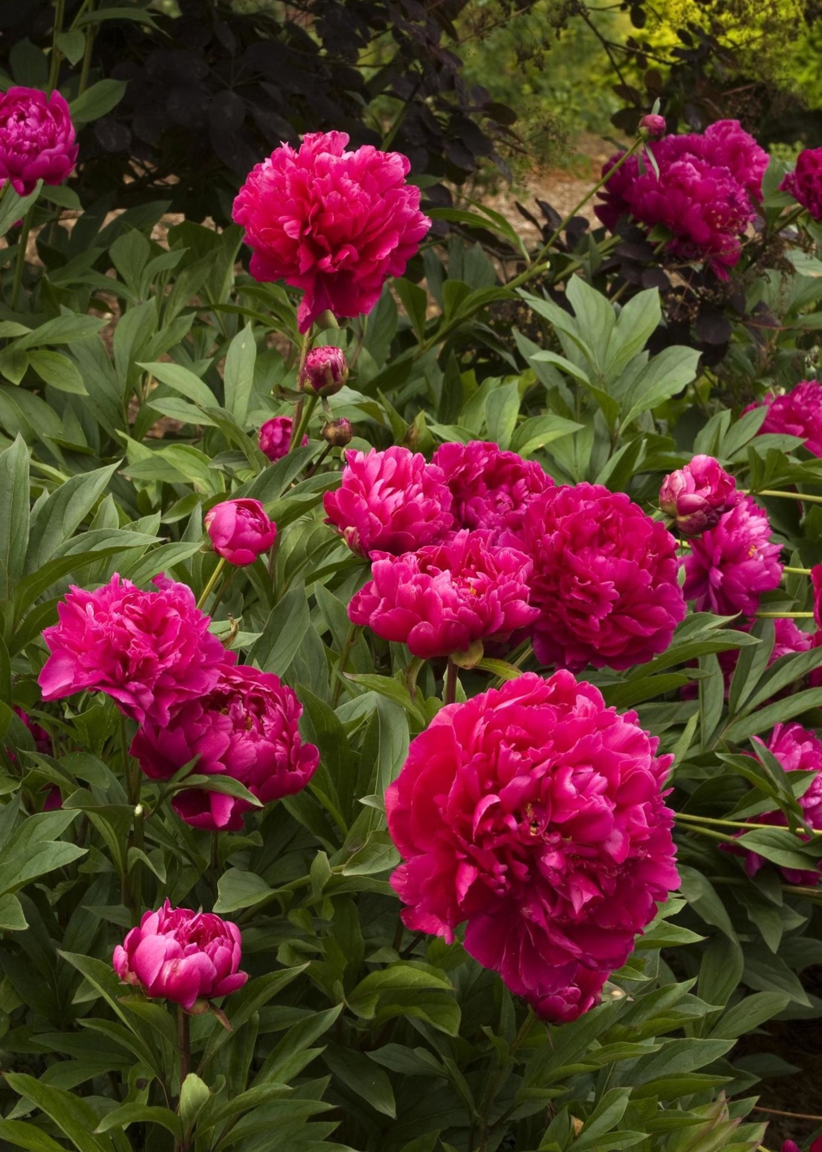 ct - Container Karl Rosenfield Double Peony-red