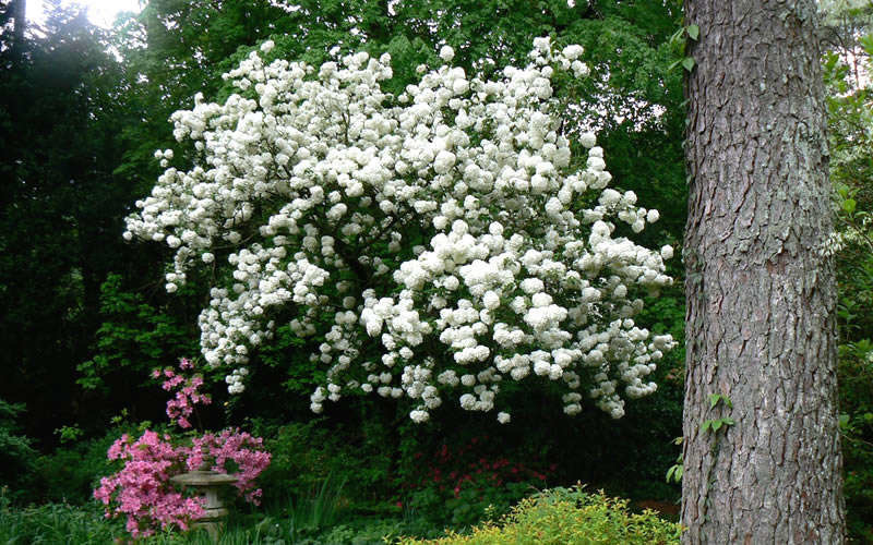 Snowball Viburnum ct 2 TC Nursery