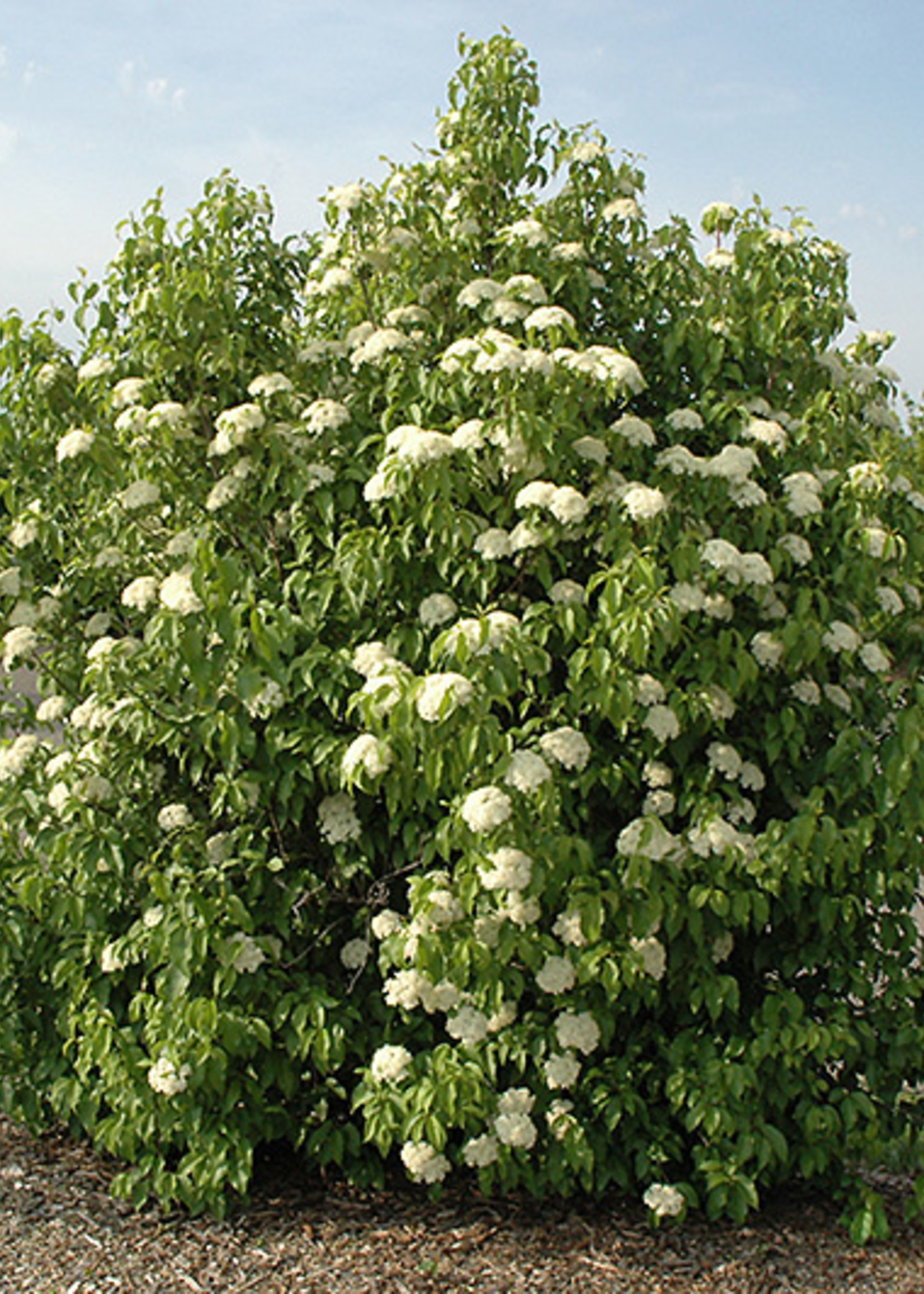 ct - Container Nannyberry Viburnum