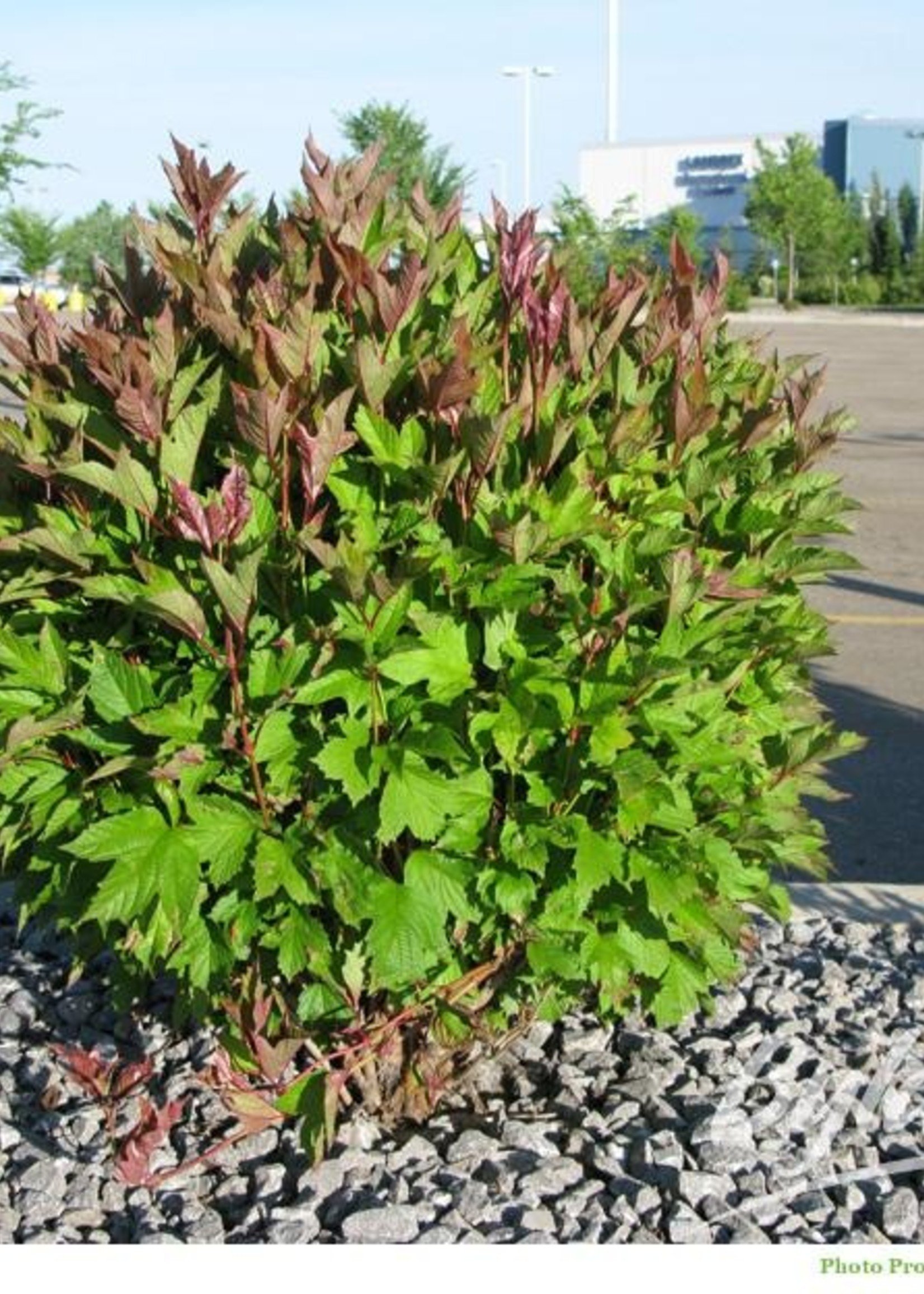ct - Container Bailey Compact Cranberrybush