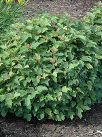 ct - Container Dwarf European Cranberrybush